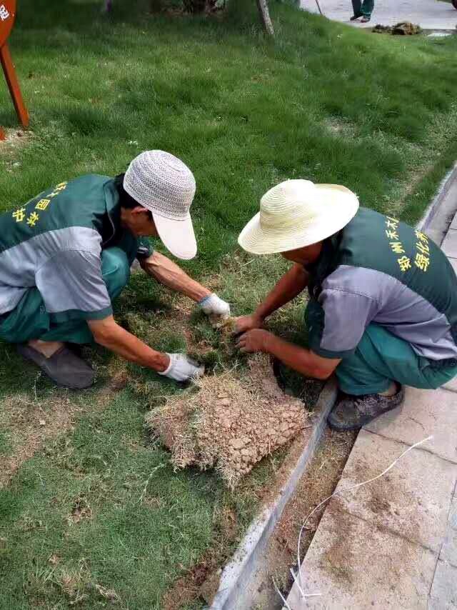 鋪植草坪二