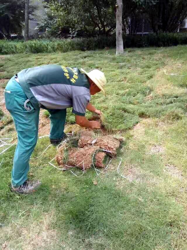 鋪植草坪一