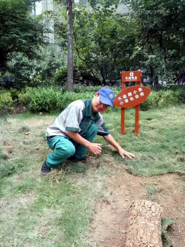 鋪植草坪三