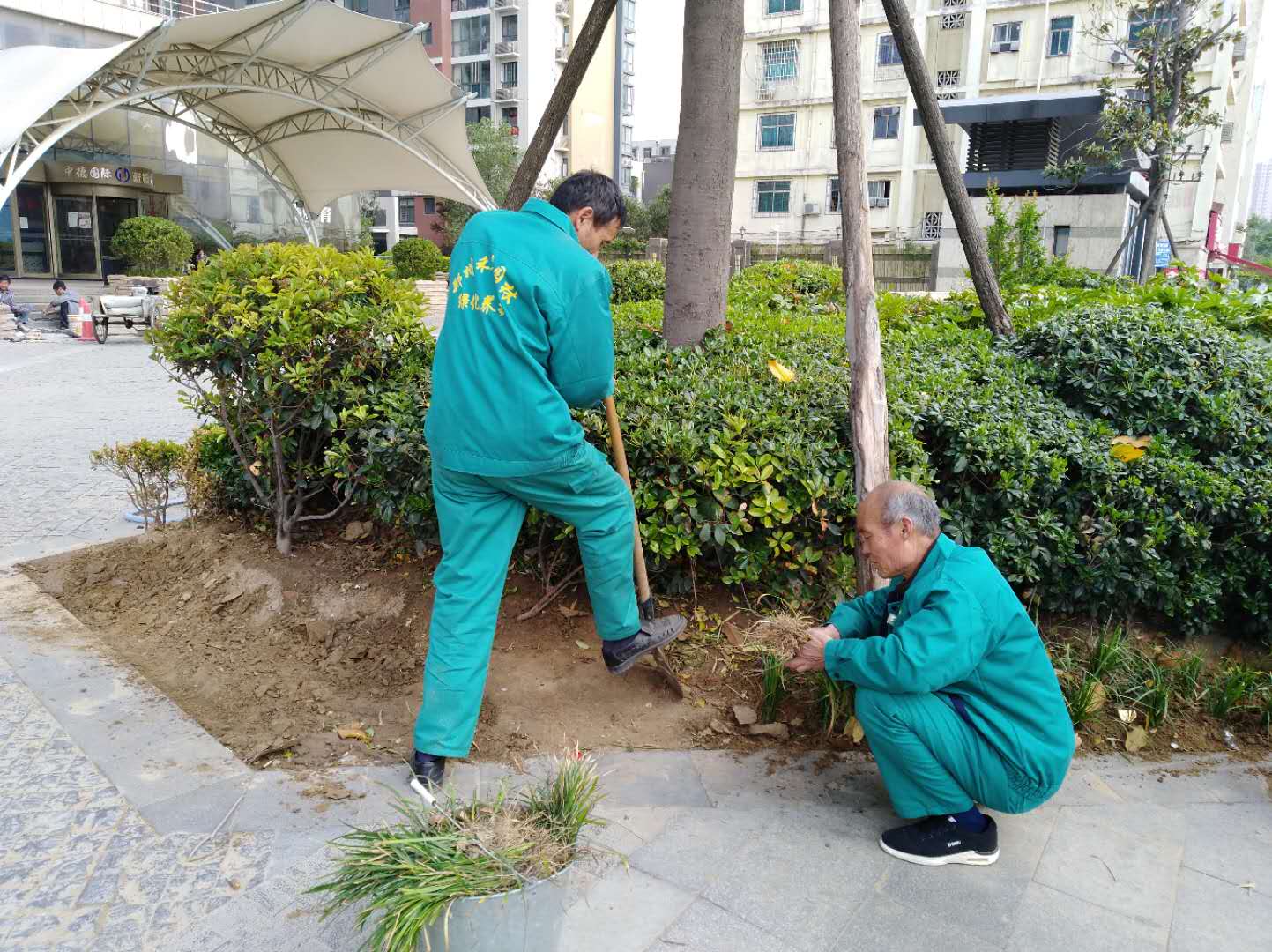 補植麥冬