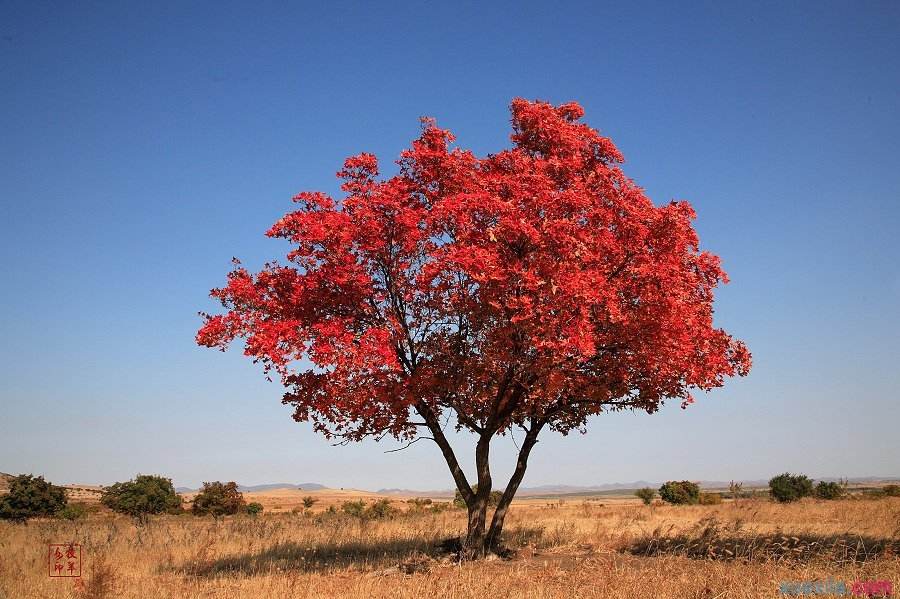 五角枫秋季树叶变亮黄色或者红色,温带树种,弱度喜光,稍耐荫,喜温凉